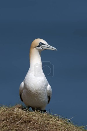 Photo for Northern Gannet (Morus bassanus) on Bempton cliff tops - Royalty Free Image