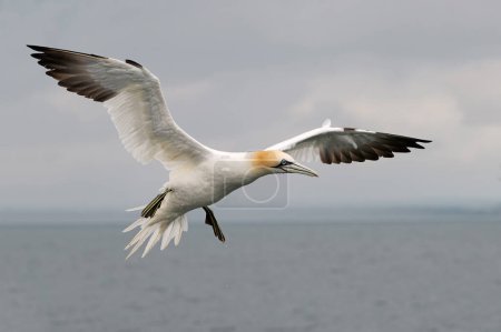 Photo for Northern Gannet (Morus bassanus)  flying over the North Sea - Royalty Free Image