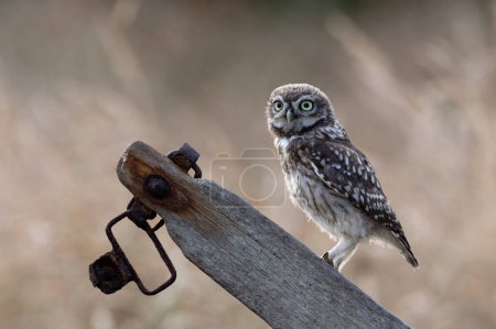Photo for Recently Fledged Little Owl Owlet (Athene Noctua) photographed in the golden hour in farmland - Royalty Free Image