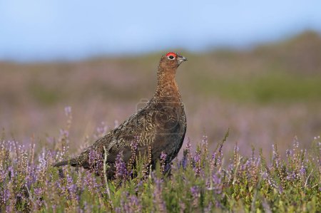 Photo for Red Grouse (Lagopus lagopus scotica) in the flowering heather moorland of the Yorkshire Dales - Royalty Free Image
