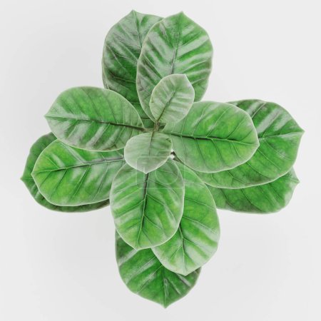Realistische 3D-Darstellung der Arabica-Kaffeepflanze