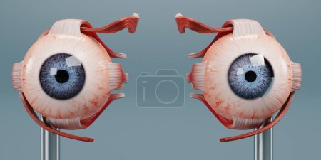 Photo for Realistic 3D Render of Eye Anatomy Model - Royalty Free Image