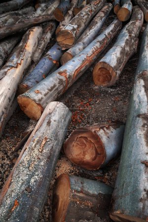 Foto de Naturaleza estacional fondo o textura madera aserrada de haya - Imagen libre de derechos
