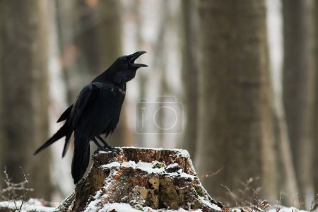 Photo for Common raven, corvus corax, croaking onstump in wintertime nature. Dark large bird sitting on cut tree in woodland. Black feathered animal calling on wood. - Royalty Free Image