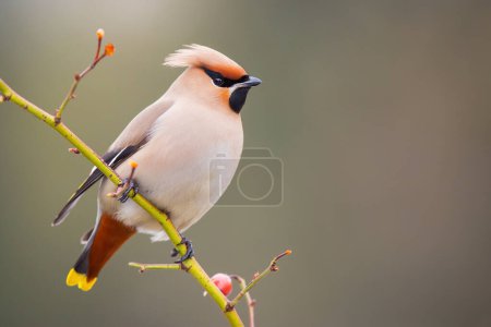 Photo for Bohemian waxwing, bombycilla garrulus, sitting on twig in winter with copyspace. Little ping bird resting on tree in wintertime. Songbird looking on branch with space for text. - Royalty Free Image