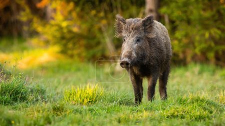 Wildschweine, Skrofas, die in der sommerlichen Natur auf Wiesen spazieren. Braune Schweine auf der grünen Wiese im Sommer. Schnauze bewegt sich von vorne auf offenem Feld.