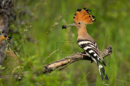 Photo for Eurasian hoopoe, upupa epops, sitting on branch in summer from side. Orange bird with crest holding insect in beak. Colorful feathered animal eating bug on glade. - Royalty Free Image