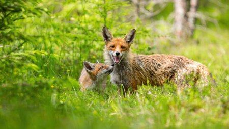 Photo for Red fox, vulpes vulpes, with cub standing on green grassland in summer. Adult mammal with little one watching on meadow. Juvenile animal looking to the mother in wilderness. - Royalty Free Image
