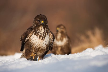Photo for Common buzzard, buteo buteo, approaching on snow in winter nature. Bird of prey moving on white glade with another one standing in background. Brown predator with feather marching on snowy pasture. - Royalty Free Image