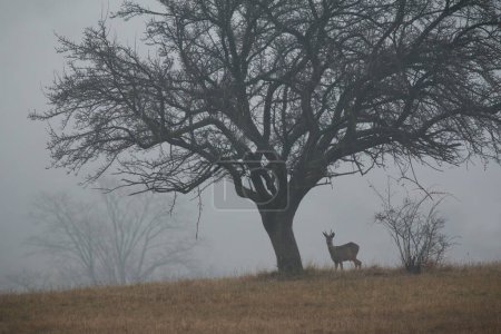 Photo for Roe deer, capreolus capreolus, standing under the tree in autumn morning mist. Roebuck looking from bellow wood in fog. Antlered mammal observing on field. - Royalty Free Image