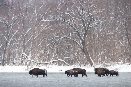 Téléchargez les photos : Beaucoup de bisons européens, bison bonasus, marchent dans l'eau en hiver. Groupe de taureaux sauvages bruns traversant une rivière gelée en Pologne. Groupe de mammifères robustes pataugeant dans le lac en hiver. - en image libre de droit