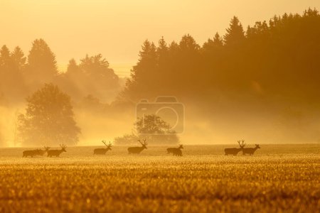 Foto de Ciervo rojo, cervus elaphus, rebaño con ciervos en un campo al amanecer en primavera. Animales salvajes caminando a través de la niebla con los rayos del sol brillando y creando colores naranjas. - Imagen libre de derechos