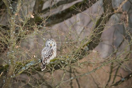 Photo for Ural owl, strix uralensis, resting on tree in woodland winter nature. White bird sitting on branch in forest in wintertime. Feathered nocturnal predator looking on bough. - Royalty Free Image