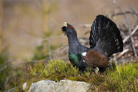 Photo for Western capercaillie, tetrao urogallus, lekking in forest in autumn nature. Wild grouse courting in woodland in fall. Black bird sitting on green moss. - Royalty Free Image