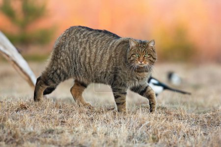 Photo for European wildcat, felis silvestris, walking on dry meadow in autumn nature. Stripped brown cat moving on grassland in fall. Hunter approaching on field. - Royalty Free Image