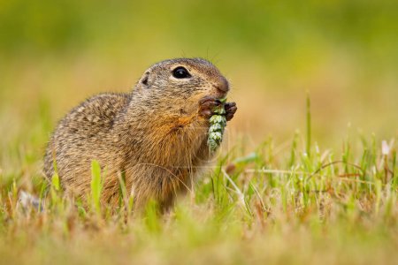 Photo for European ground squirrel, spermophilus citellus, holding grain in hands on field. Souslik feeding with steam on green meadow. Brown rodent eating grass on pasture. - Royalty Free Image