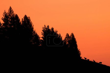 Foto de Silueta de ciervo rojo, cervus elaphus, pastando en las montañas en luz naranja. Esquema de manojo de mamíferos alimentándose en el bosque. Grupo de animales salvajes de pie en la madera y en retroiluminación. - Imagen libre de derechos