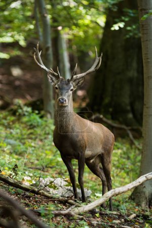Photo for Red deer, cervus elaphus, looking to the camera in forest in vertical shot. Stag standing in fresh woodland in summer. Antlered mammal staring in green wilderness. - Royalty Free Image