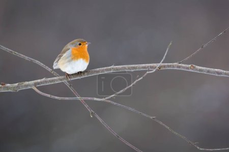 Photo for European robin, erithacus rubecula, sitting on tree with frost in winter. Brown and orange songbird resting on twig. Redbreast animal looking on branch. - Royalty Free Image