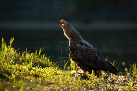 Photo for Adult white-tailed eagle, haliaeetus albicilla, calling with open beak on riverbank illuminated by sun from behind. Large sea eagle screeching in summer nature. Bird if prey on riverbank. - Royalty Free Image