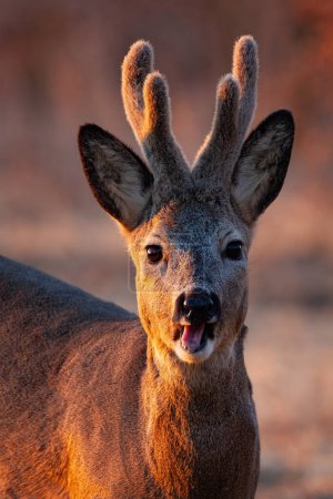 Photo for Portrait of roe deer, capreolus capreolus, chewing on field in spring evening light. Buck with velvet antlers looking to the camera in close up. Brown mammal with open mouth in vertical shot. - Royalty Free Image