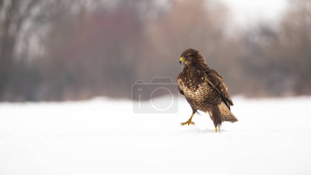 Photo for Common buzzard, buteo buteo, walking on snow in wintertime nature. Bird of prey moving on white field in winter. Brown feathered animal marching on snowy pasture. - Royalty Free Image