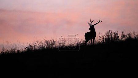Foto de Silueta de ciervo rojo, cervus elaphus, mirando al horizonte con cielo rosado. Forma oscura de ciervo de pie en el campo. Antlered animal viendo en glade en retroiluminación. - Imagen libre de derechos
