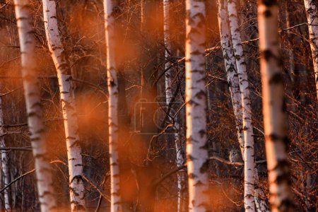 Foto de Ural owl, strix uralensis, sentado en una rama en el bosque de abedules iluminado por el sol de la noche. Pájaro salvaje de presa escondido entre troncos en el bosque. Vida silvestre animal en la naturaleza. - Imagen libre de derechos