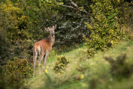 Photo for Young red deer, cervus elaphus, standing on slope in suumertime nature. Immature stag looking to the camera on hill in summer. Juvenile mammal watching in forest. - Royalty Free Image