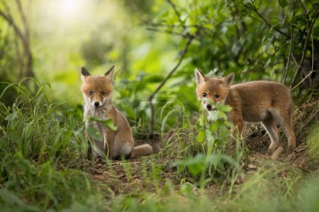Photo for Two red fox, vulpes vulpes, looking to the camera in forest in spring. Orange cubs sitting in fresh woodland in springtime. Little mammals watching in green environment. - Royalty Free Image