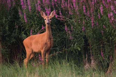 Photo for Female roe deer, capreolus capreolus, standing next to blooming flowers in summer. Doe looking to the camera on meadow. Feathered mammal staring on grassland. - Royalty Free Image
