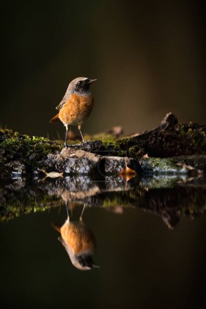 Téléchargez les photos : Mâle roux commun, phoenicurus phoenicurus, assis au-dessus d'un étang dans une forêt. Composition verticale du petit oiseau au ventre orange ou rouge et à la tête foncée reposant près de l'eau. - en image libre de droit
