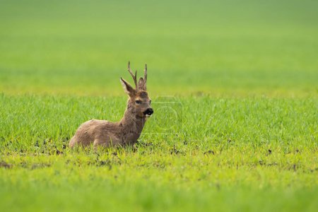 Téléchargez les photos : Roe deer, capreolus capreolus, lying on green field in springtime nature. Antlered mammal resting on grassland in spring. Buck looking on meadow from down. - en image libre de droit
