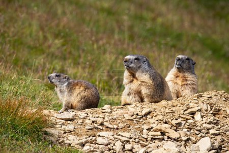 Foto de Family alpine marmot, marmota marmota, looking in mountains in summer. Three rodents check out of den in hill in summertime. Group of wild mammals observing on stones. - Imagen libre de derechos