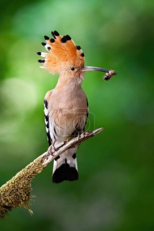 Photo for Eurasian hoopoe, upupa epops, holding insect in beak on branch in summer. Bird with crest sitting on wood in vertical shot. Orange feathered animal eating worm on bough. - Royalty Free Image