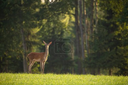 Photo for Red deer, cervus elaphus, standing on grass in front of forest in summer. Female mammal looking to the camera on meadow in summertime. Hind watching in woodland. - Royalty Free Image
