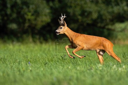 Photo for Roe deer, capreolus capreolus, running on grassland in summer nature from side. Roebuck sprinting on meadow in summertime. Brown mammal in movement in field. - Royalty Free Image