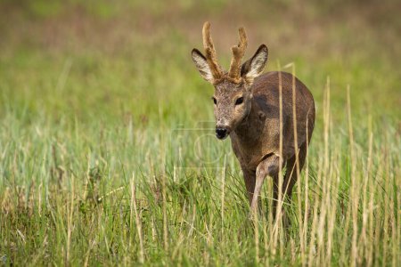 Foto de Roe deer, capreolus capreolus, with new antlers approaching on long grass. Brown buck coming closer on meadow in springtime. Roebuck walking on field. - Imagen libre de derechos