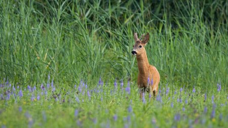 Photo for Roe deer, capreolus capreolus, standing on wildlfower meadow in summer nature. Roebuck observing on green field. Antlered mammal looking on grassland. - Royalty Free Image