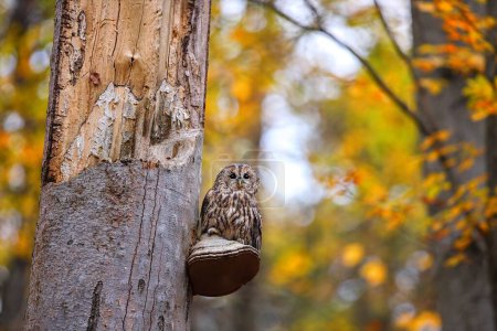 Foto de Tawny owl, strix aluco, sitting on broken tree in colorful forest. Little predator bird resting on wood in autumn. Feathered animal looking from fungus in fall. - Imagen libre de derechos