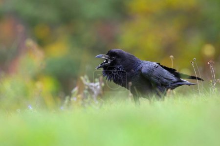 Foto de Common raven, corvus corax, calling on grassland in summertime nature. Dark bird sitting on meadow in summer. Black feathered animal with open beak on field. - Imagen libre de derechos