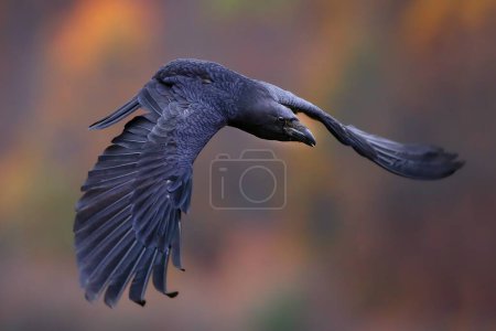Foto de Common raven, corvus corax, flying over the forest in autumn nature. Dark bird in the air in fall environment. Black feathered animal hovering in woodland. - Imagen libre de derechos