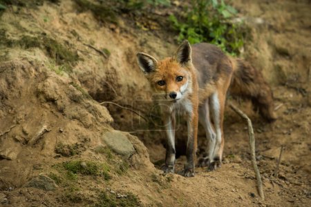Photo for Red fox, vulpes vulpes, looking to the camera on ground in springtime. Orange mammal watching on dirt in forest. Little predator staring on sand in woodland. - Royalty Free Image