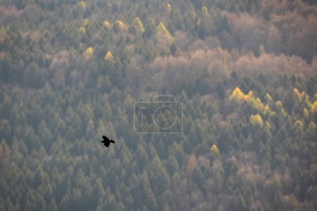 Foto de Cuervo común, corvus corax, volando sobre las verdes montañas en otoño. Pájaro oscuro hoverig en el cielo sobre el bosque. Animal de plumas negro en vuelo en la naturaleza colorida. - Imagen libre de derechos
