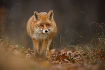 Photo for Red fox, vulpes vulpes, looking to the camera on leaves in autumn nature. Orange mammal approaching in forest in fall. Furry predator watching on foliage. - Royalty Free Image