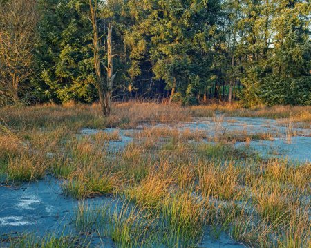 Téléchargez les photos : Grande herbe avec de l'eau gelée et des pins par une journée ensoleillée d'hiver. - en image libre de droit