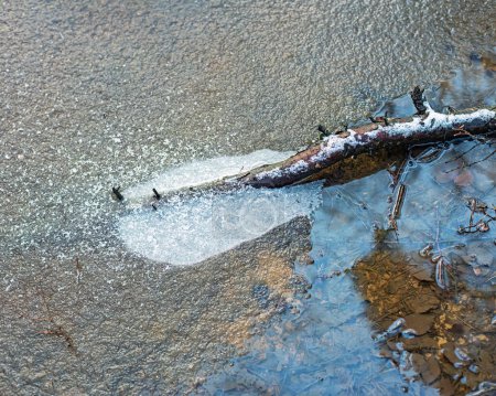 Photo for Branch in frozen water covered with some snow. - Royalty Free Image