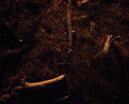 Téléchargez les photos : Débris de branches sur un terrain forestier recouvert d'aiguilles de pin. Illuminé par la lumière du soleil heure dorée. - en image libre de droit