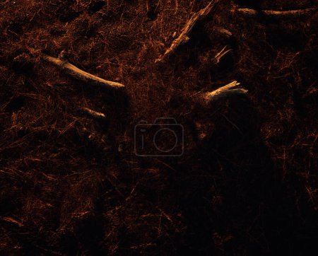 Foto de Rama de escombros en un suelo forestal cubierto de agujas de pino. Luz por la luz del sol de la hora dorada. - Imagen libre de derechos