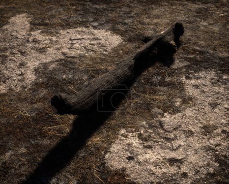 Photo for Burnt tree trunk on a charred forest floor with ash. - Royalty Free Image